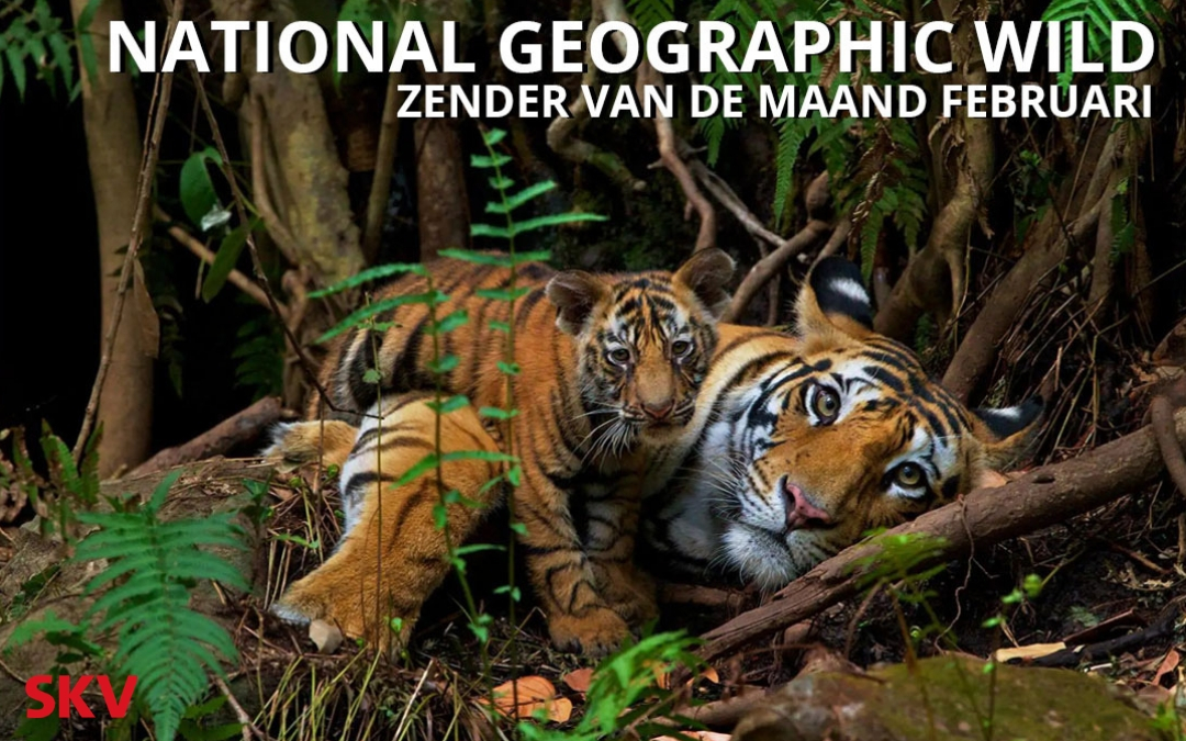 National Geographic Wild zender van de maand februari 2021 op kanaal 999